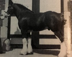 horse Woodland Sir Rex (Clydesdale, 1986, from T.H.V. Hexy)