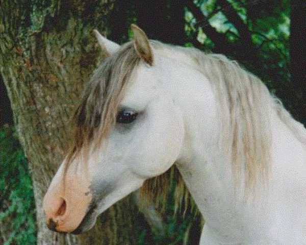 horse Giglberg´s Raspberry (Welsh-Pony (Section B), 1992, from Home 'T' Ranch Yves Royalist)