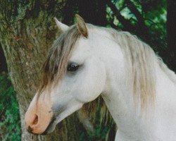 horse Giglberg´s Raspberry (Welsh-Pony (Section B), 1992, from Home 'T' Ranch Yves Royalist)