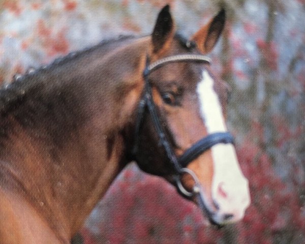 stallion Stalon (Oldenburg, 1989, from Sandro)