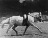 Zuchtstute Giglbergs Japonika (Welsh Pony (Sek.B), 1983, von Bengad Blueberry)