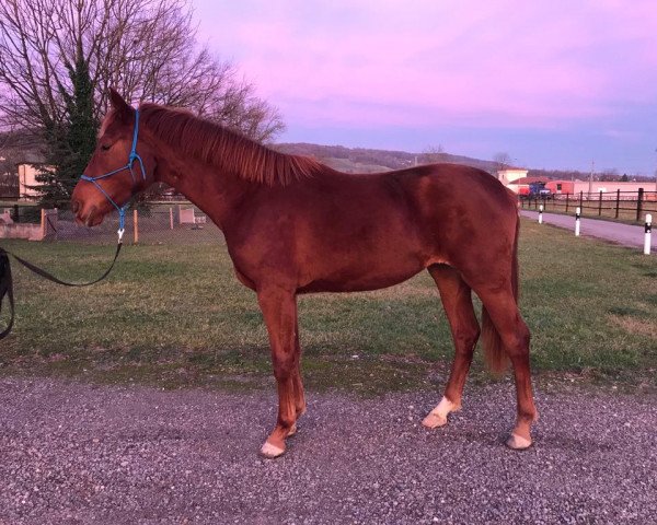 dressage horse Dancing Vida Gold (Swiss Warmblood, 2022, from Von und Zu)