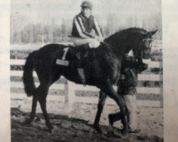 stallion Tempelherr xx (Thoroughbred, 1991, from Lagunas xx)