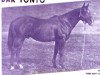 stallion Bar Tonto (Quarter Horse, 1953, from Three Bars xx)