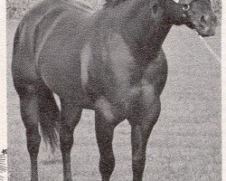 Deckhengst Jonmar Jack (Quarter Horse, 1973, von Wimpy Leo Sandy)