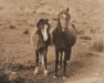 Zuchtstute Rhyd-Y-Felin Seren Wyb (Welsh Pony (Sek.B), 1949, von Tan-Y-Bwlch Berwyn)