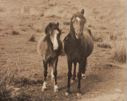 broodmare Rhyd-Y-Felin Seren Wyb (Welsh-Pony (Section B), 1949, from Tan-Y-Bwlch Berwyn)