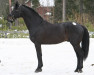 stallion Liberty Life 125 FIN (Oldenburg, 1990, from Lord Liberty)