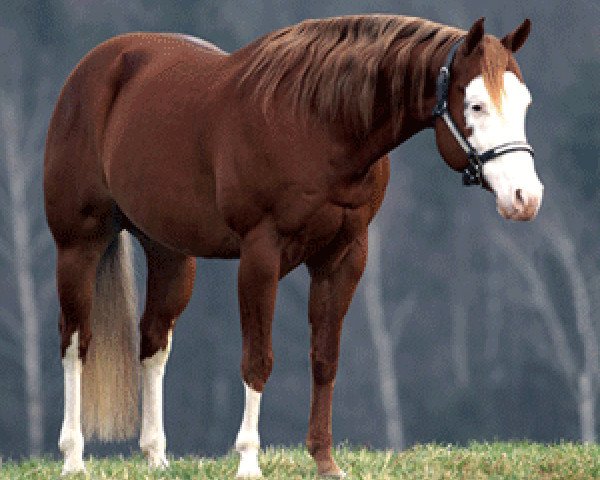 stallion Shotgunner (Quarter Horse, 1999, from Colonels Smoking Gun)