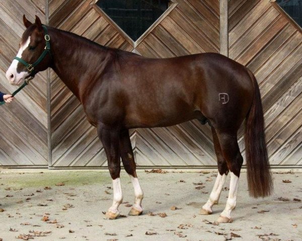 Deckhengst Gunwork (Quarter Horse, 2008, von Shotgunner)