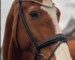 dressage horse Fuego 126 (KWPN (Royal Dutch Sporthorse), 2010, from Karandasj)