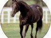 stallion Shorty Lena (Quarter Horse, 1977, from Doc OLena)