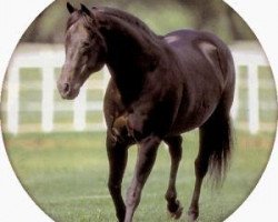 stallion Shorty Lena (Quarter Horse, 1977, from Doc OLena)