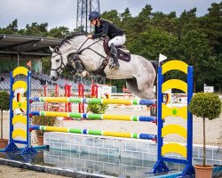 Springpferd ChaCha (Hannoveraner, 2017, von Chacoon Blue)