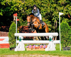 jumper Carsandro 3 (German Sport Horse, 2016, from Carleyle)