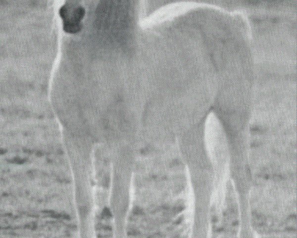 stallion Coed Coch Sandde (Welsh mountain pony (SEK.A), 1955, from Coed Coch Madog)