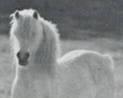 stallion Coed Coch Sandde (Welsh mountain pony (SEK.A), 1955, from Coed Coch Madog)