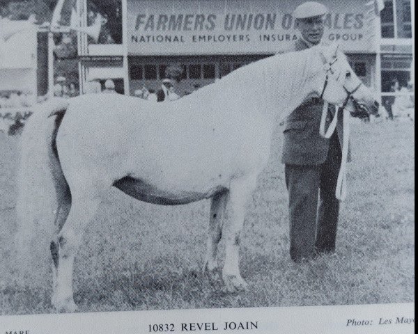 broodmare Revel Joain (Welsh mountain pony (SEK.A), 1956, from Owain Glyndwr)