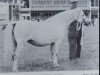 Zuchtstute Revel Joain (Welsh Mountain Pony (Sek.A), 1956, von Owain Glyndwr)