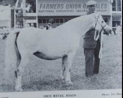 Zuchtstute Revel Joain (Welsh Mountain Pony (Sek.A), 1956, von Owain Glyndwr)