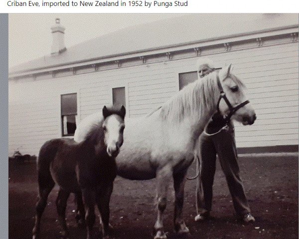 broodmare Criban Eve (Welsh mountain pony (SEK.A), 1939, from Mathrafal Tuppence)
