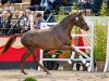 dressage horse Wie Gold (Trakehner, 2021, from All Inclusive)