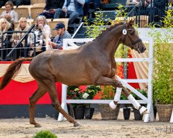 dressage horse Wie Gold (Trakehner, 2021, from All Inclusive)