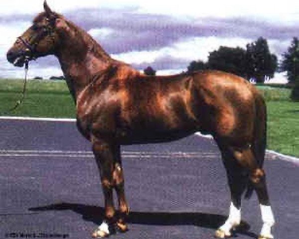 stallion Daloubet d'Evordes (Selle Français, 1991, from Galoubet A)