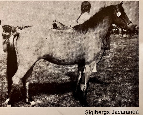 horse Giglbergs Jacaranda (Welsh-Pony (Section B), 1977, from Lechlade Scarlet Pimpernel)