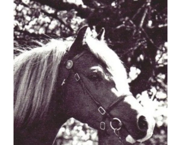 Deckhengst Lechlade Scarlet Pimpernel (Welsh Pony (Sek.B), 1970, von Solway Master Bronze)