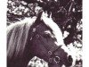 stallion Lechlade Scarlet Pimpernel (Welsh-Pony (Section B), 1970, from Solway Master Bronze)