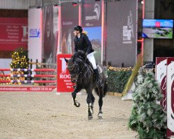 Deckhengst Hauptkommissar (KWPN (Niederländisches Warmblut), 2017, von VDL Harley)