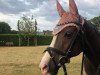 dressage horse Rocky (Belgian Riding Pony, 2006)