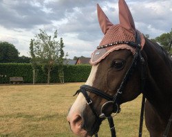 dressage horse Rocky (Belgian Riding Pony, 2006)