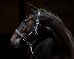 dressage horse Der Werner (Westfale, 2017, from Don Nobless)