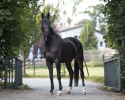 dressage horse Der Werner (Westphalian, 2017, from Don Nobless)