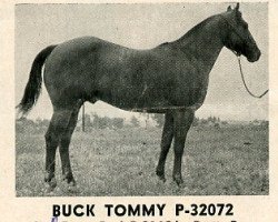 stallion Buck Tommy (Quarter Horse, 1950, from Pretty Buck)