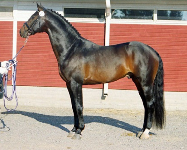 stallion WG Rockefeller 84 FIN (Finnish Warmblood, 1992, from Rothschild J 63 FIN)