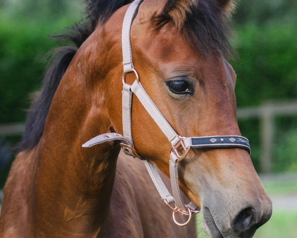dressage horse Stute von Fusionist / Marqués (Westphalian, 2023, from Fusionist)