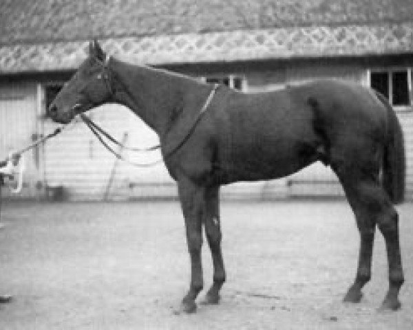 stallion Your Majesty xx (Thoroughbred, 1905, from Persimmon xx)