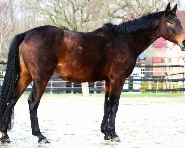 broodmare Lauries Girl (Hanoverian, 2002, from Lauries Crusador xx)