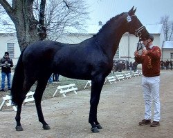 dressage horse Maddox (Hanoverian, 2021, from E.H. Millennium)