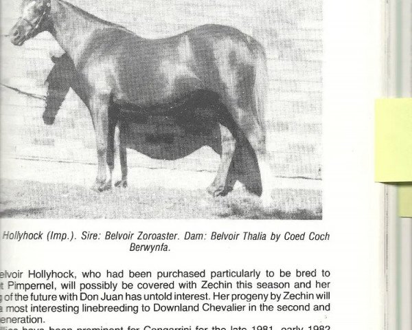 Zuchtstute Belvoir Hollyhock (Welsh Pony (Sek.B), 1972, von Belvoir Zoroaster)