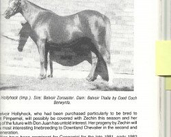 broodmare Belvoir Hollyhock (Welsh-Pony (Section B), 1972, from Belvoir Zoroaster)