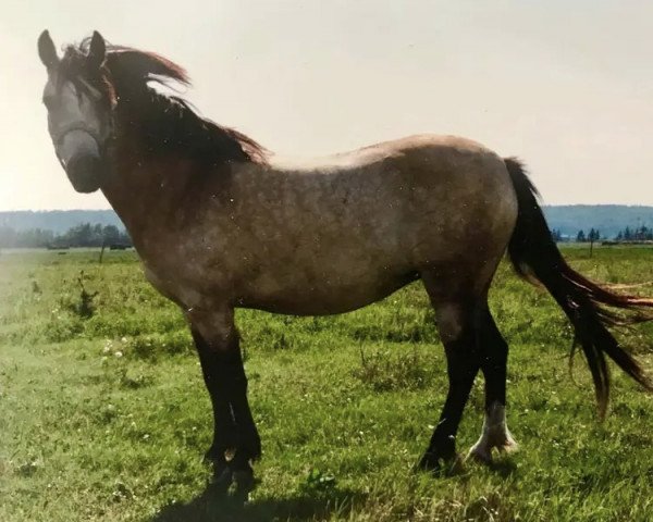 horse Belvoir Heartsease (Welsh-Pony (Section B), 1980, from Belvoir Jasper)