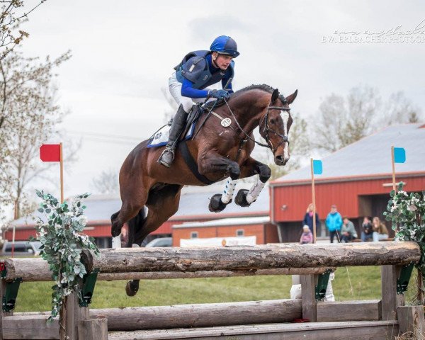 stallion In Deak (Trakehner, 2017, from Markus Deak xx)