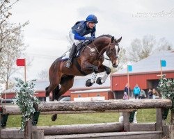 Deckhengst In Deak (Trakehner, 2017, von Markus Deak xx)