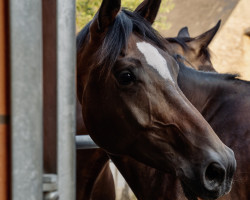 dressage horse Zauberfee 54 (Westphalian, 2018, from Zoom 8)