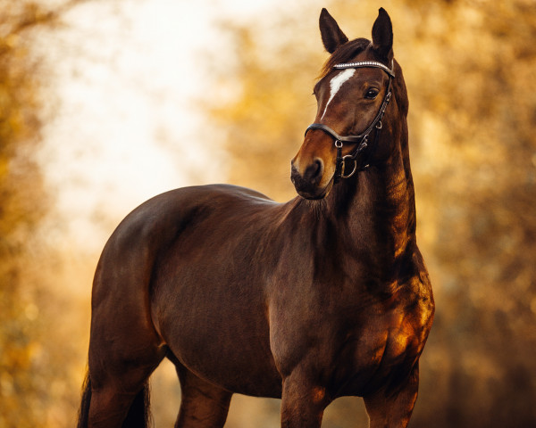 Pferd Pironella (Belgisches Warmblut, 2015, von Kapitein)