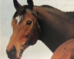 stallion Unibos xx (Thoroughbred, 1985, from Nebos xx)